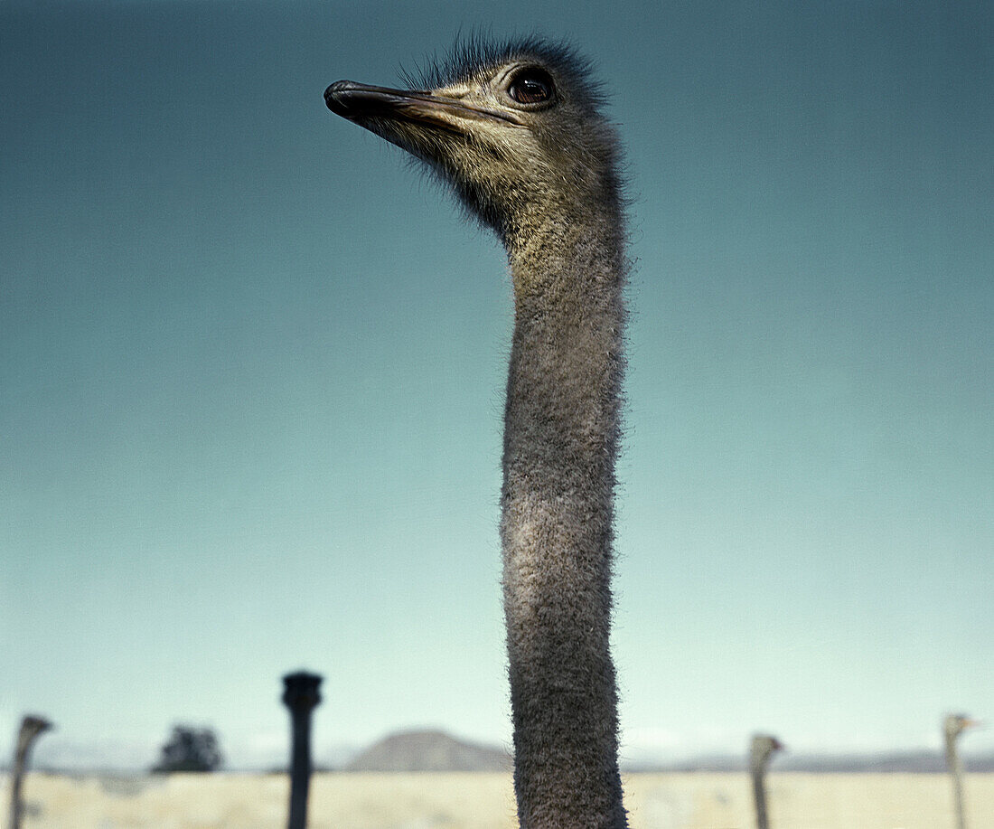 Ostrich in the desert, South Africa