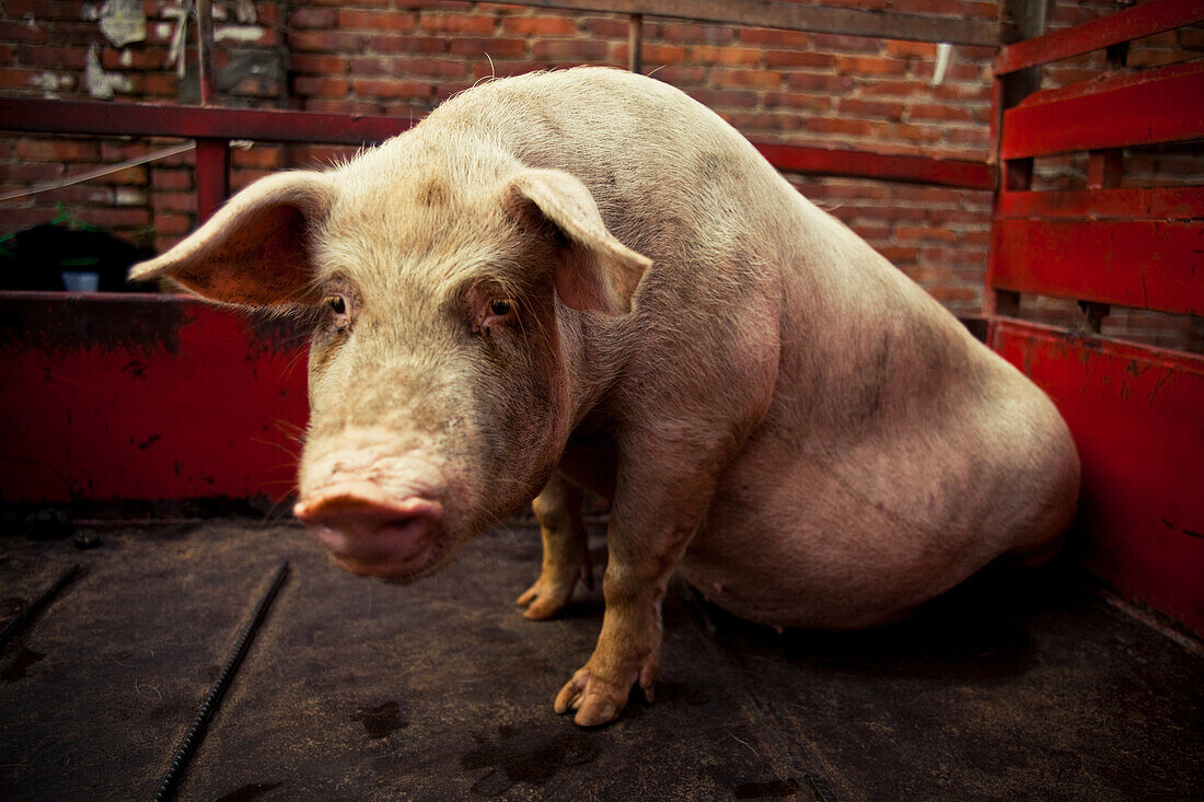 Pig