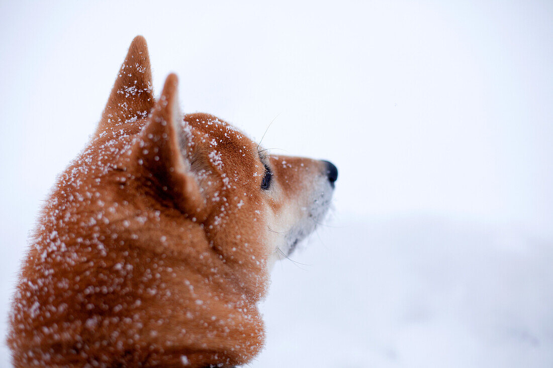 Shiba inu dog in snow, close up of head