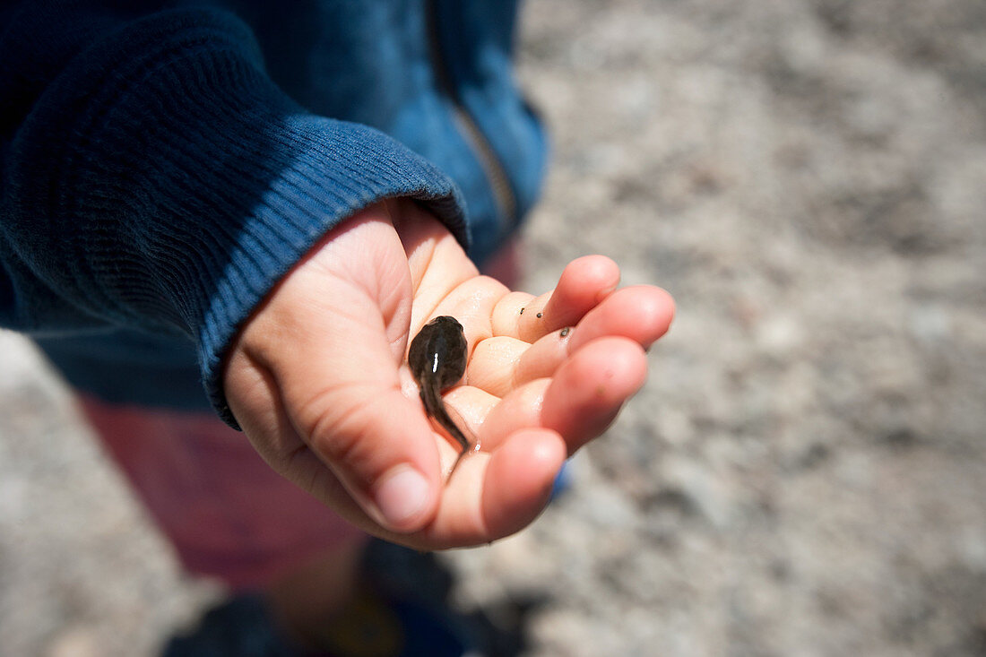 Toddler boy holding tadpole in palm of hand