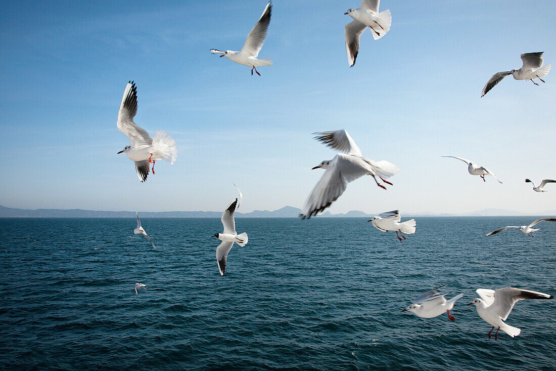 Seagulls flying over sea