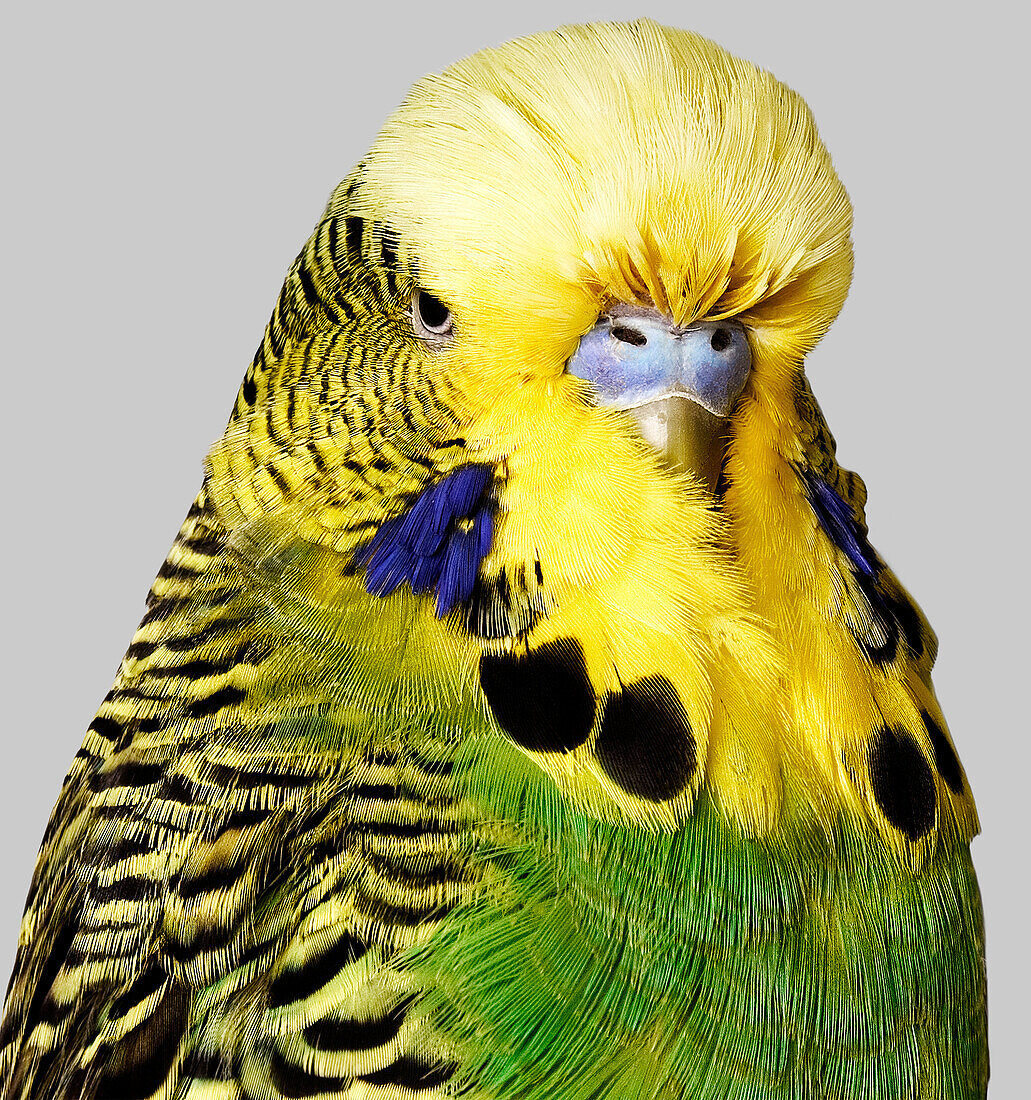 Budgerigar with yellow and green feathers