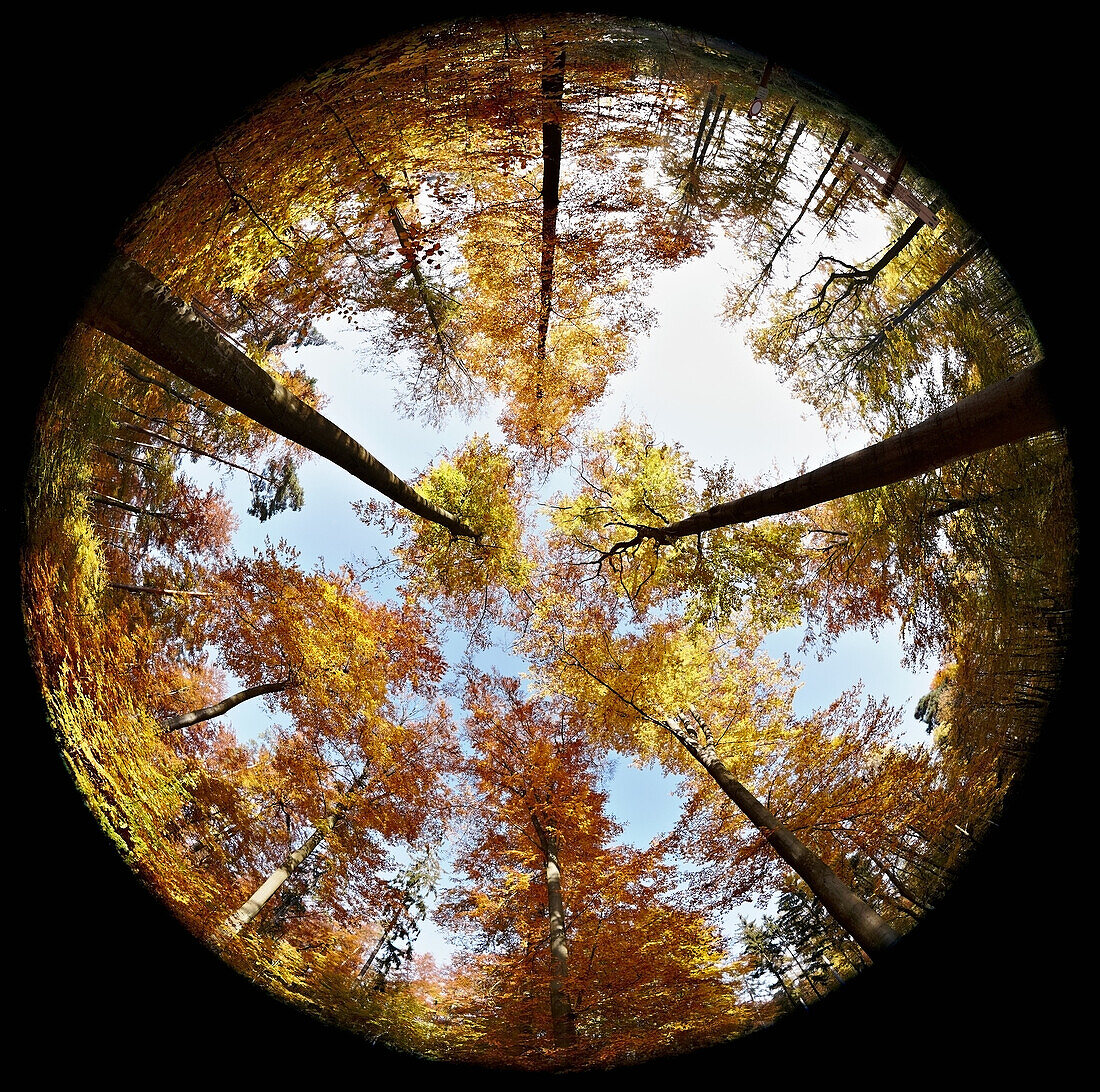 Fisheye view of forest in autumn