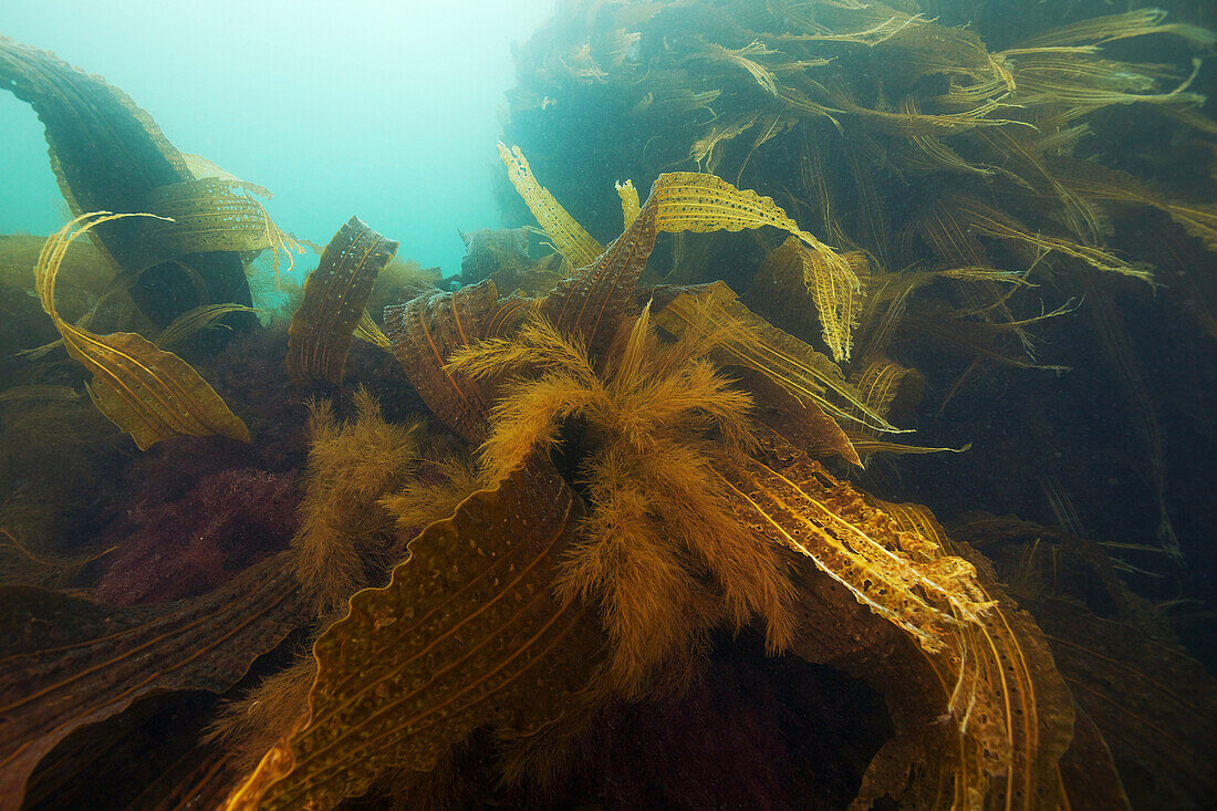 Costaria costata kelp, Sea of Japan