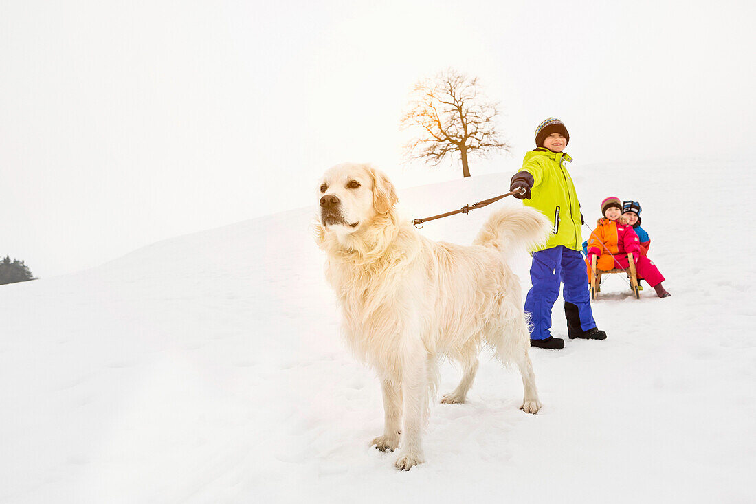 Boy with dog pulling two friends on toboggan in snow
