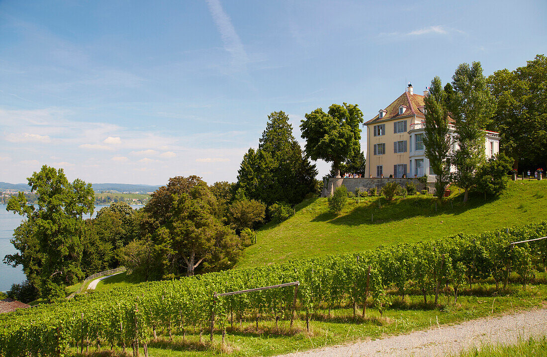 View of Arenenberg Palace, built in 1540-46, above wineyards at Untersee, Bodensee, Lake Constance, Canton of Thurgau, Switzerland, Europe