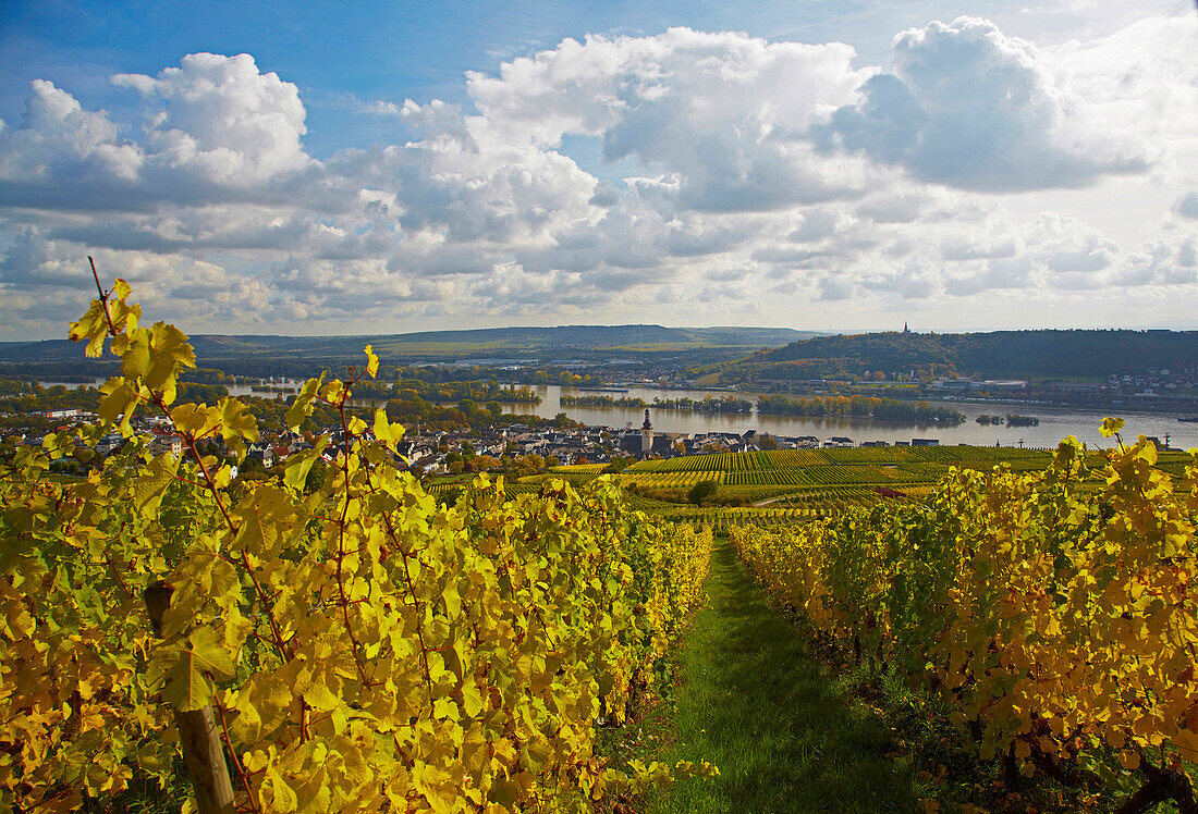 View across vineyards to Rudesheim and the church St. Jakobus, Mittelrhein, Middle Rhine, Hesse, Germany, Europe