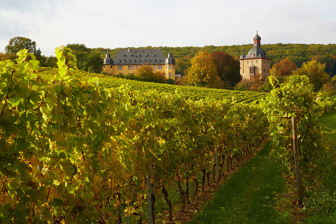 Weingut Schloß Vollrads bei Oestrich-Winkel, Mittelrhein, Hessen, Deutschland, Europa