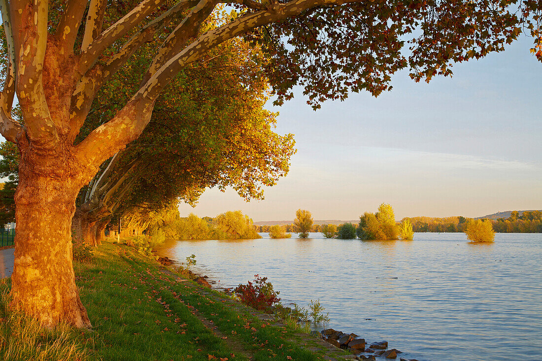 Sunset at the river Rhine near Geisenheim, Mittelrhein, Middle Rhine, Hesse, Germany, Europe