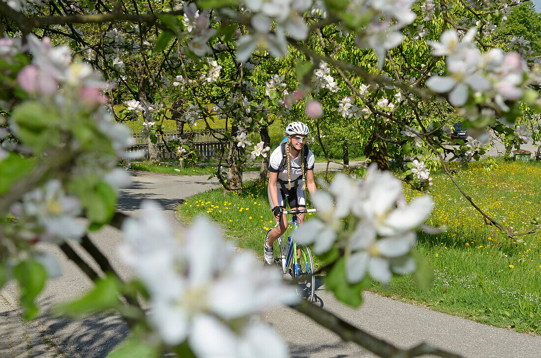 Young woman riding a racing bicycle along a road during the apple blossom season, Samerberg, Upper Bavaria, Germany