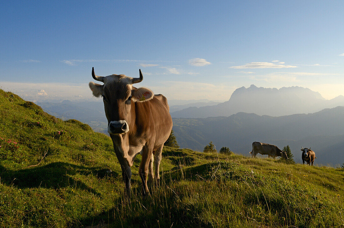 Cattle at Eggenalm, Wilder Kaiser mountains in background, Waidring, Tyrol, Austria