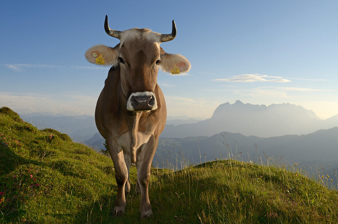 Kuh auf der Eggenalm, Wilder Kaiser im Hintergrund, Waidring, Tirol, Österreich