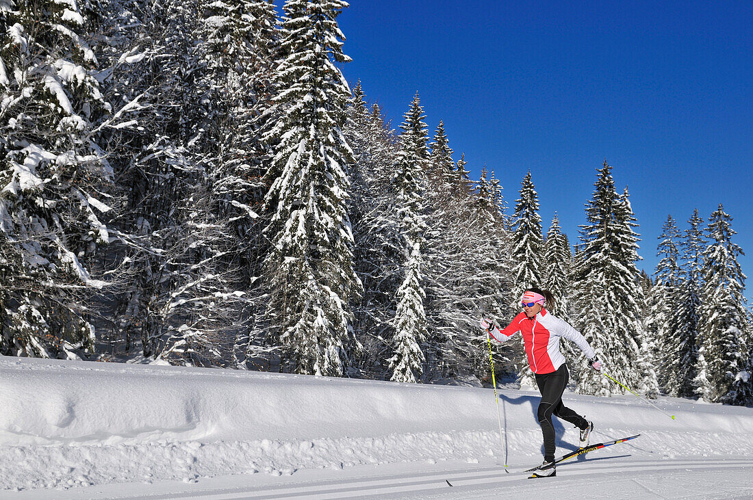 Woman cross-country skiing, Hemmersuppenalm, Reit im Winkl, Chiemgau, Bavaria, Germany