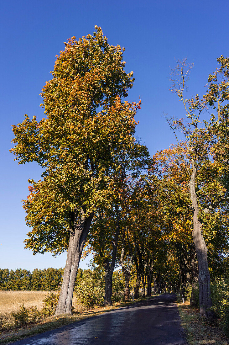 Allee in Brandenburg, Deutschland