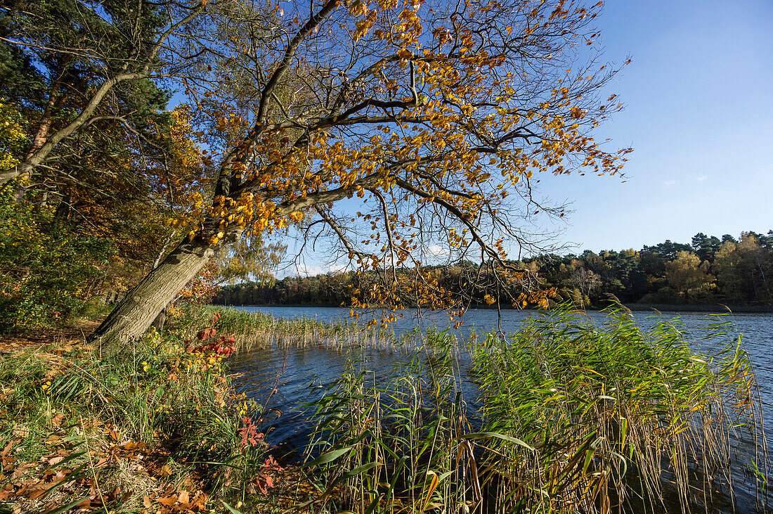 Lake Beetz in Autumn, Brandenburg, Germany