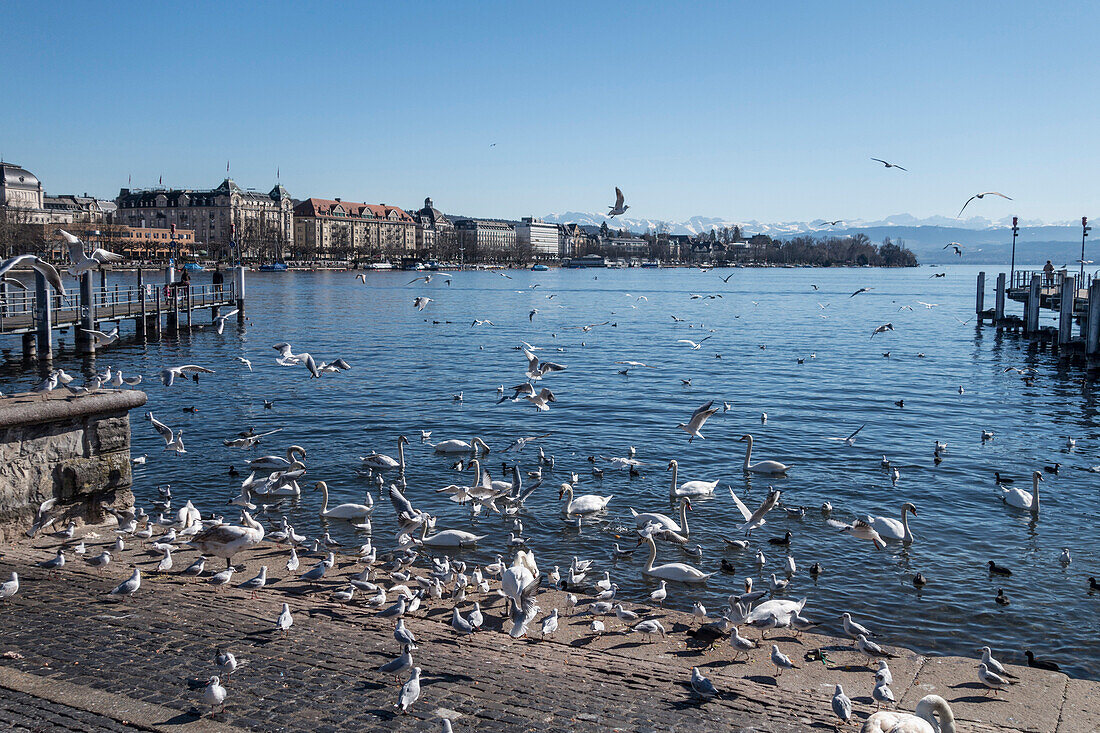 Schwäne und Seevögel am Zürichsee, Bürkliplatz, Zürich, Schweiz