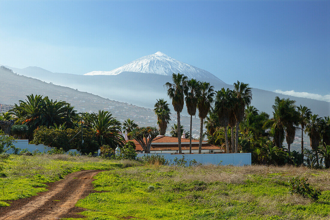 view from El Sauzal to Teide, 3718m, with snow, the island´s landmark, highest point in Spain, palm tree, volcanic mountain, Tenerife, Canary Islands, Spain, Europe
