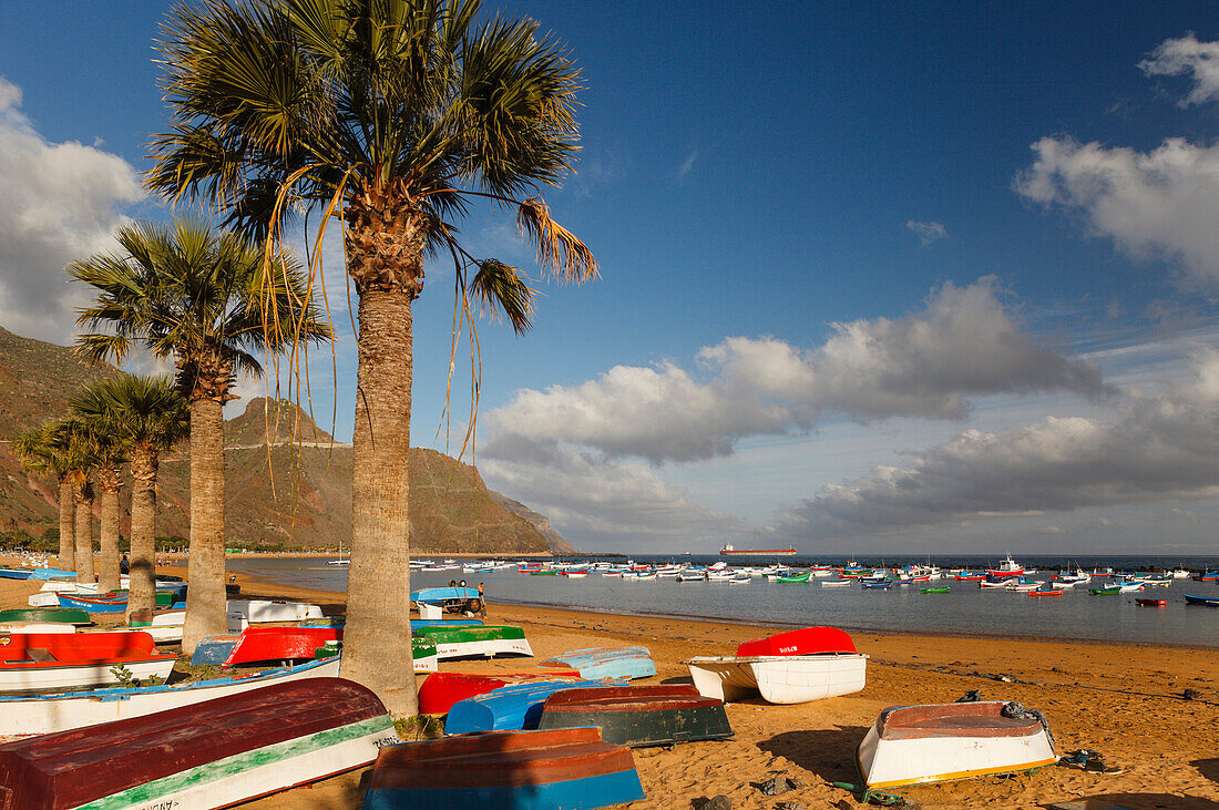 Fischerboote und Palmen am Strand, Playa de las Teresitas, bei San Andres, Las Montanas de Anaga, Anaga Gebirge, Naturschutzgebiet, Parque Rural de Anaga, Küste, Atlantik, Teneriffa, Kanarische Inseln, Spanien, Europa