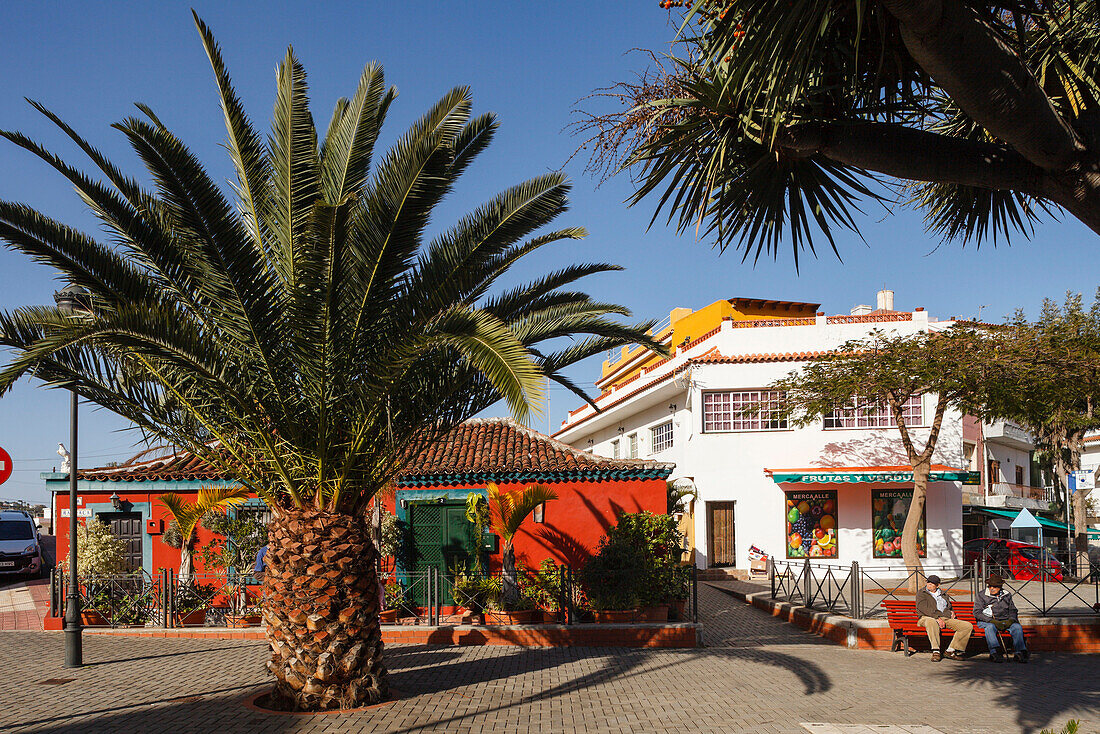 Plaza Ramon j. Figueroa, Dorfplatz mit Palme, Valle de Guerra, Dorf bei Tacoronte, Teneriffa, Kanarische Inseln, Spanien, Europa