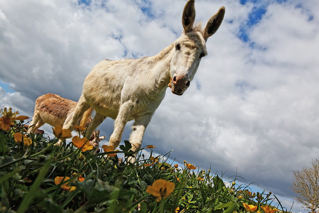 The Donkey Sanctuary, Sidmouth, Devon, England, Grossbritannien