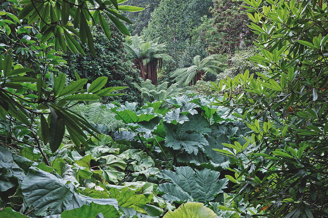 Lost Gardens of Heligan, Cornwall, England, Grossbritannien