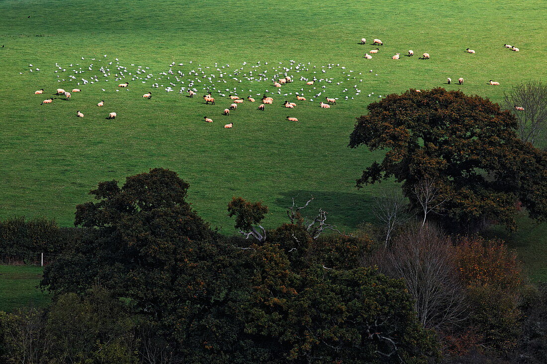 Schafherde in Landschaft über dem River Dart bei Totnes, Devon, England, Grossbritannien