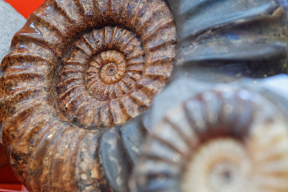 Fossils in Lyme Regis Museum, Dorset, England, Great Britain