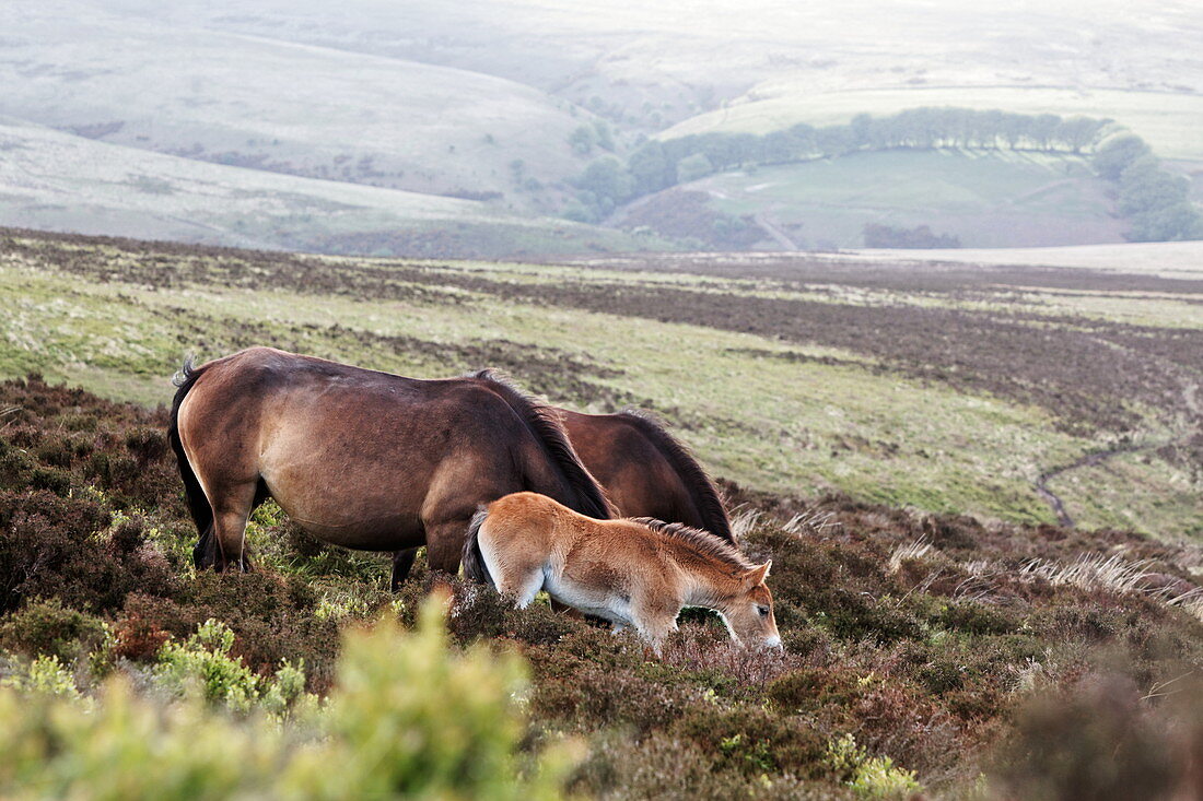 Exmoor Ponies, Wild horses, Exmoor, near Porlock, Somerset, England, Great Britain