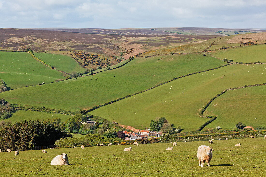 Exmoor landscape west of Porlock, Somerset, England, Great Britain