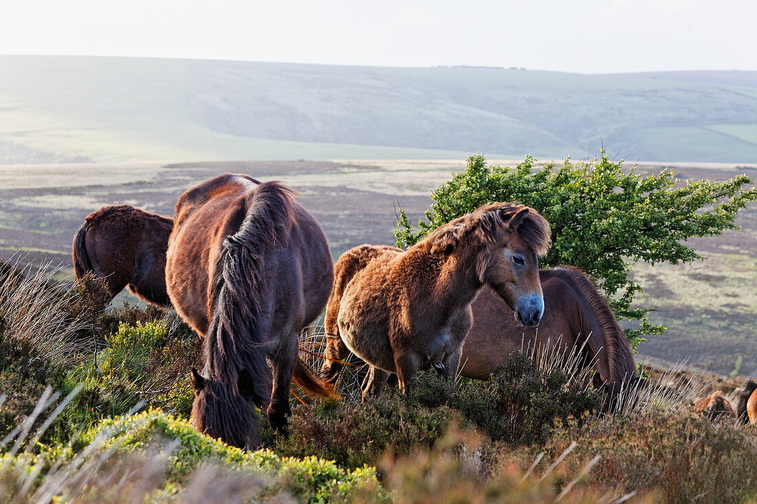 Exmoor Ponies, Wildpferde im Exmoor bei Porlock, Somerset, England, Grossbritannien