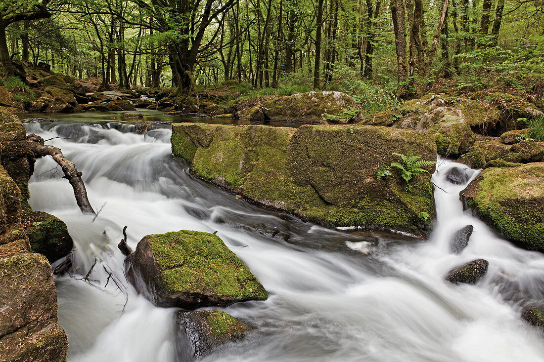 River Fowey at Golitha Falls National Nature Reserve, Bodmin Moor, Cornwall, England, Grossbritannien