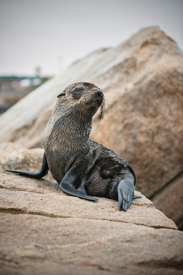 Seal resting on rocks on Swakopmund beach, Namibia, Atlantic Ocean, Africa