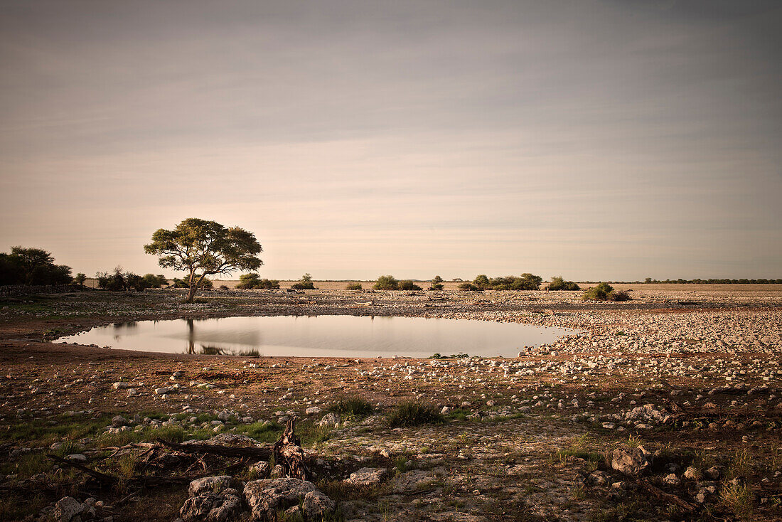 Long time exposure of waterhole with umbrella acacia (typical african tree), Etosha National Reserve, Namibia, Africa