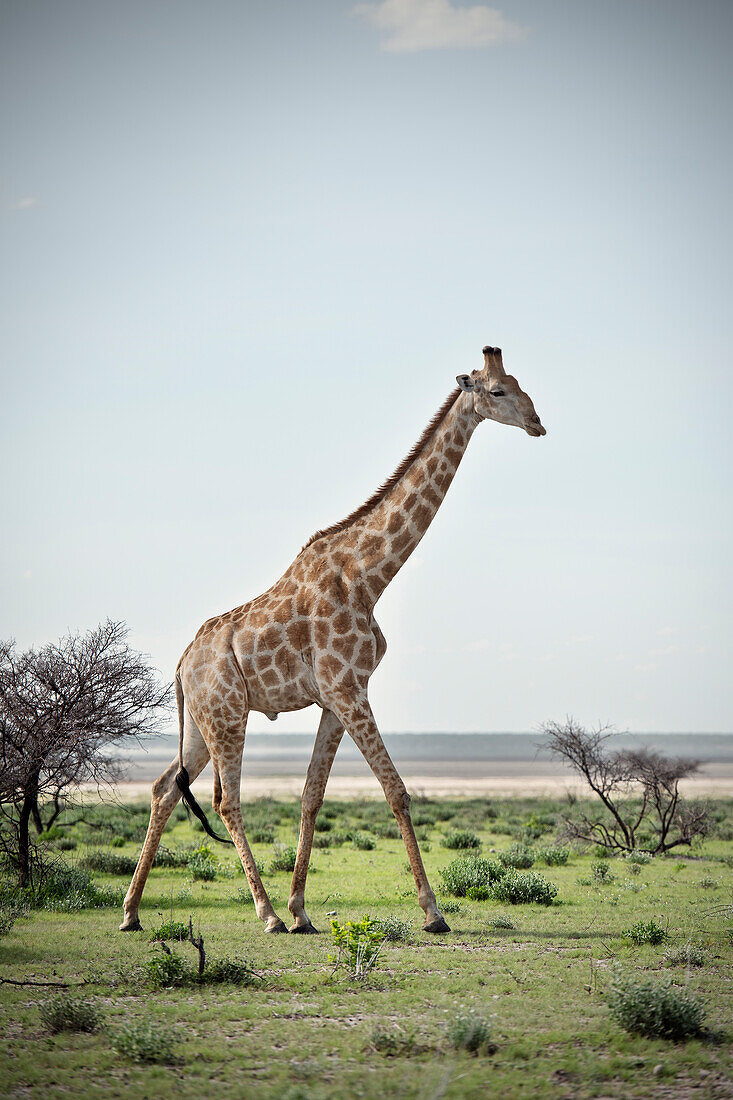 Giraffe walking across wide and green plains of the Etosha National Reserve, Namibia, Africa