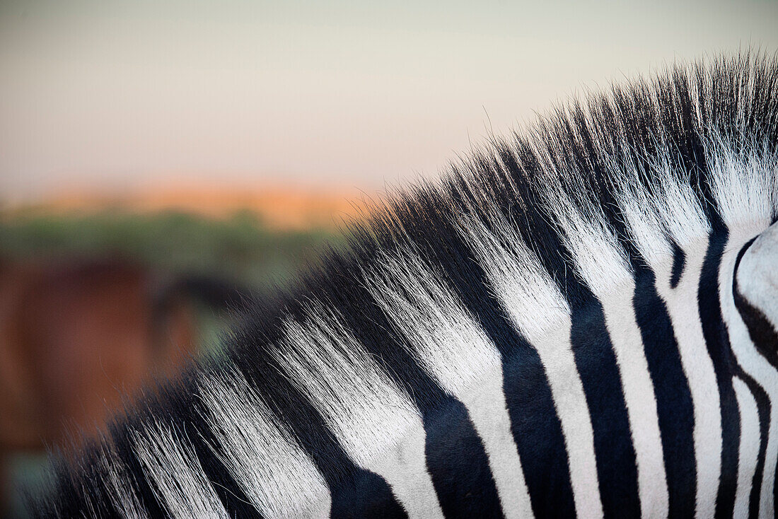 Detail of black and white stripes of a zebra, Etosha National Reserve, Namibia, Africa