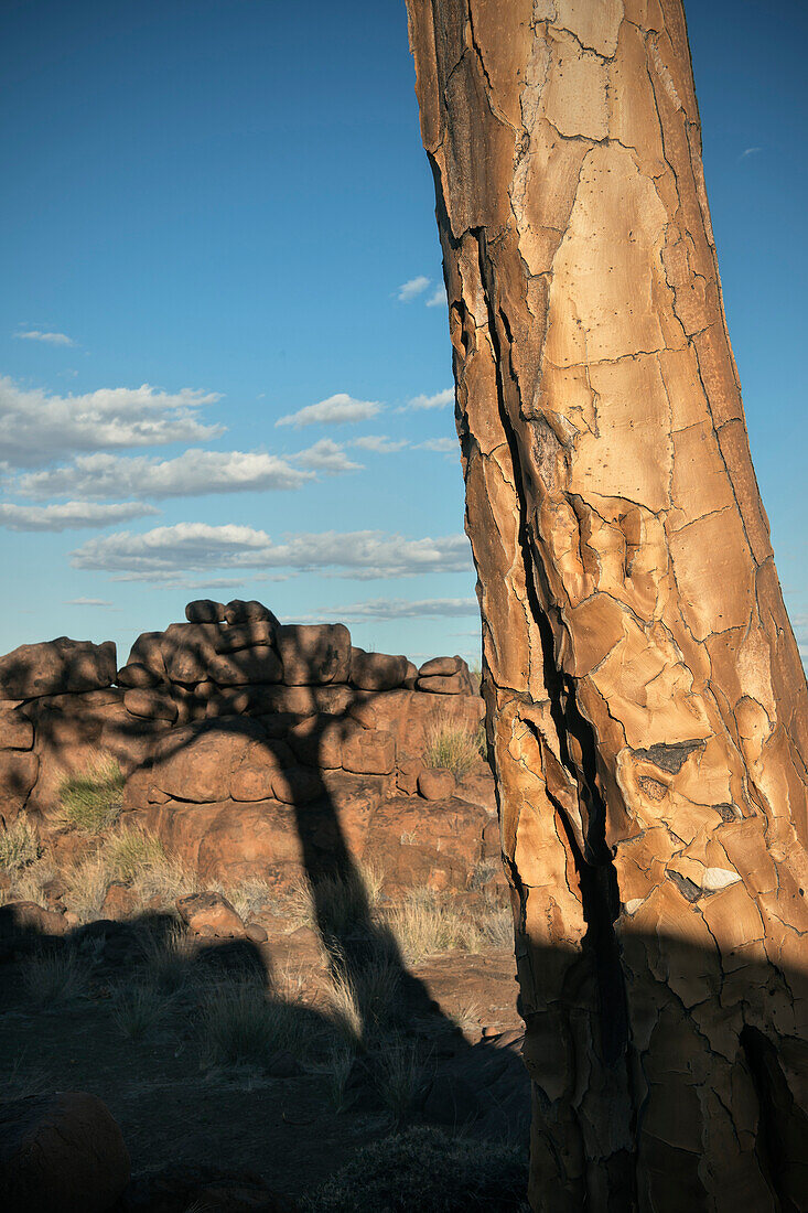 Detail und Schatten eines Köcherbaum im sog. Spielplatz der Riesen, Keetmanshoop, Namibia, Afrika