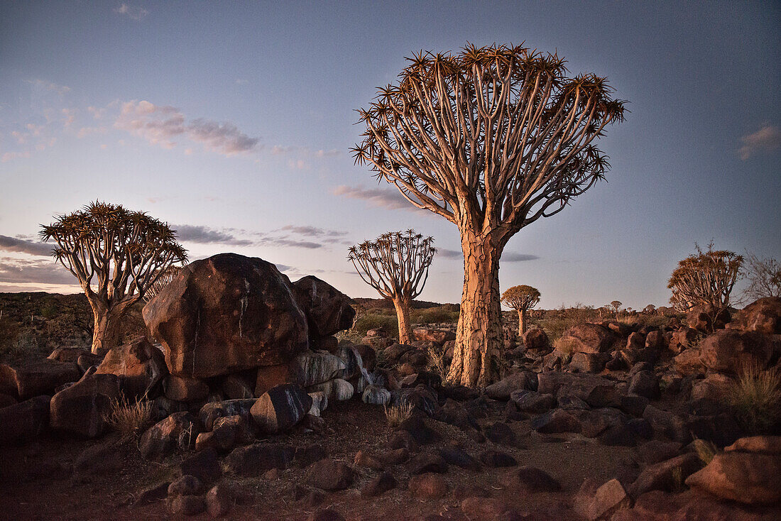 Köcherbäume nach Sonnenuntergang im Köcherbaumwald, Keetmanshoop, Namibia, Afrika