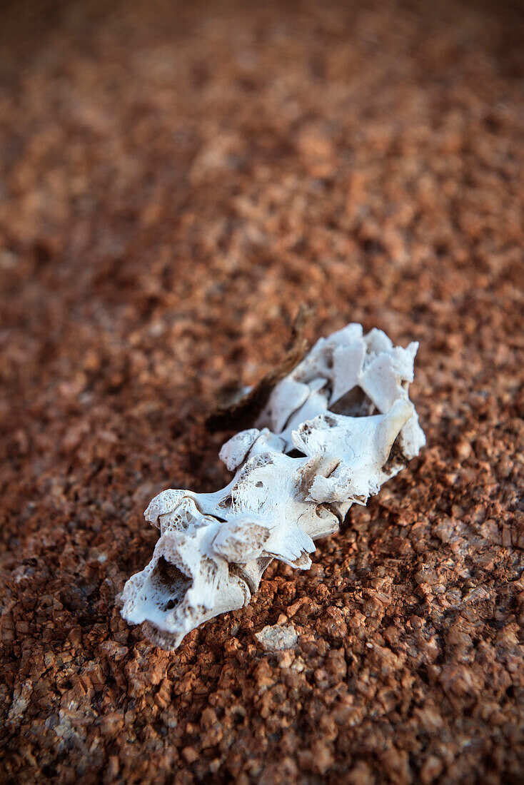 Knochen bzw. Teil einer Wirbelsäule von einem Tierkadaver im Sand, Tiras Gebirge, Tirasberge, Namib Naukluft Park, Namibia, Afrika
