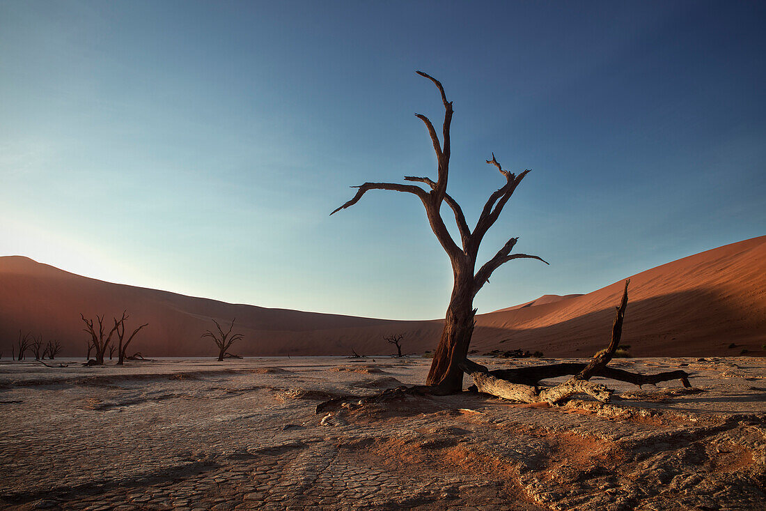 Dead camel thorn trees with red dunes at Dead Vlei, around Sossusvlei, Namib Naukluft National Park, Namibia, Namib desert, Africa