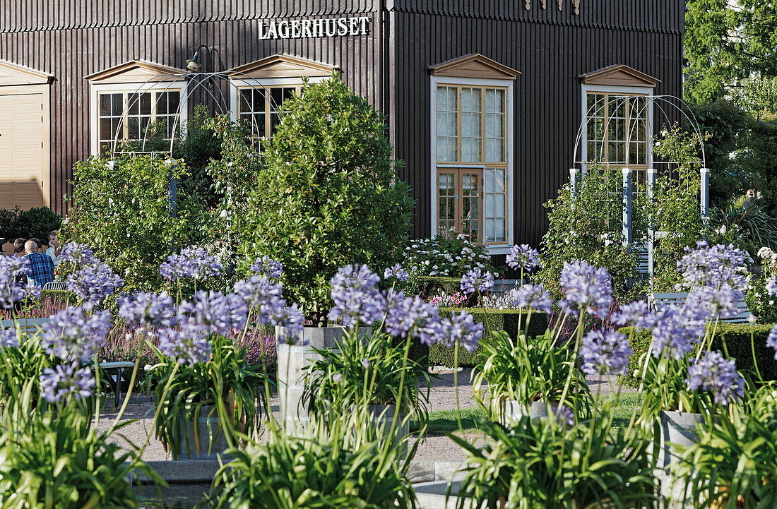 Agapanthus in Tradgardsforeningens Park, Botanical Garden, Gothenburg, Sweden