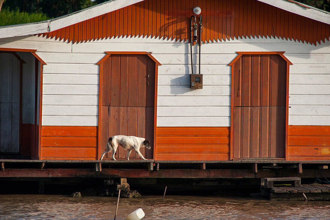 Hund läuft über Terrasse eines Holzhauses am Amazonas, Manaus, Amazonas, Brasilien
