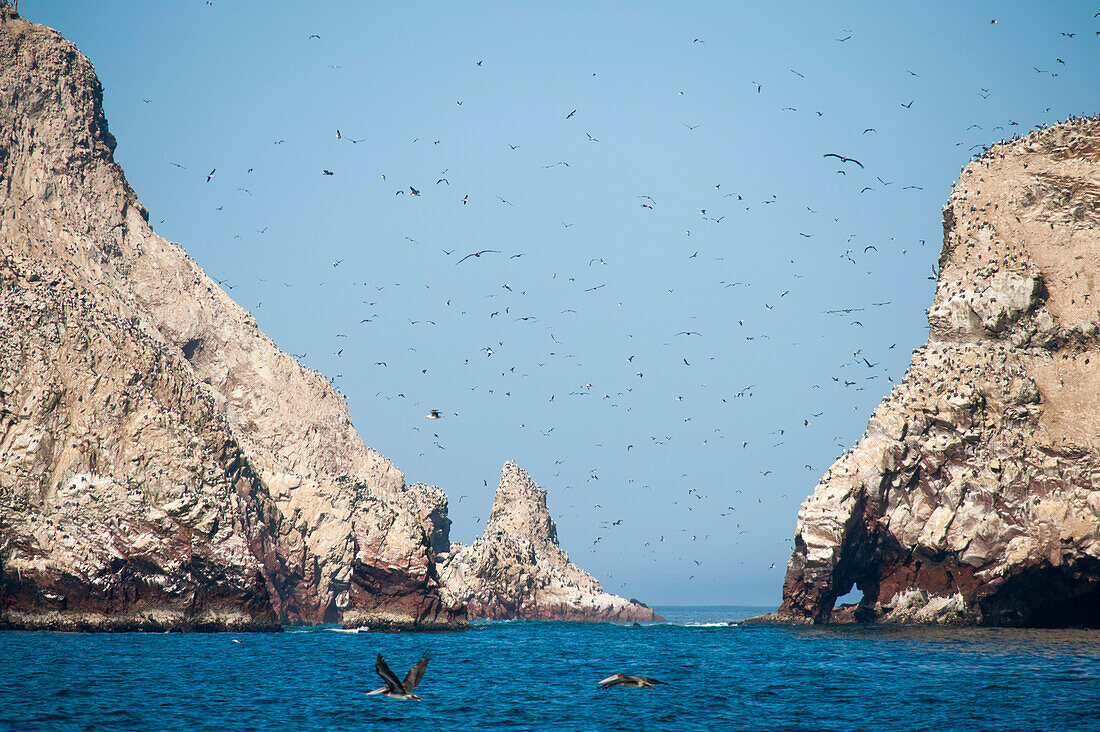 Vogelscharm über dem Pazifik, Nationalreservat Paracas, Ballestas Inseln, Peru