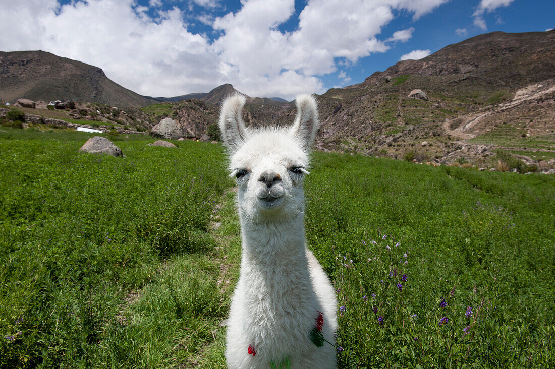 Young alpaca, Arica, Arica y Parinacota, Chile