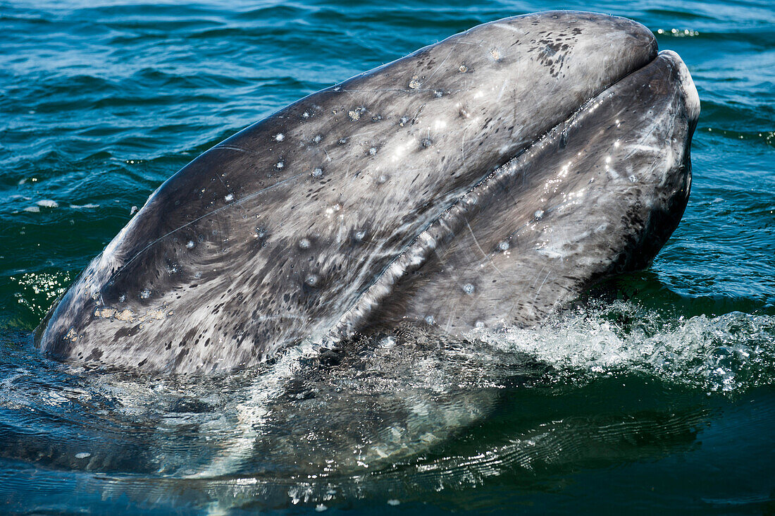 Gray whale (Eschrichtius robustus), Loreto, Baja California Sur, Mexico