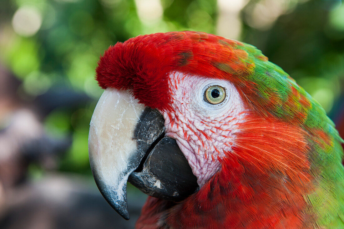 Papagei im Xel-Ha Park, Tulum, Riviera Maya, Quintana Roo, Mexiko