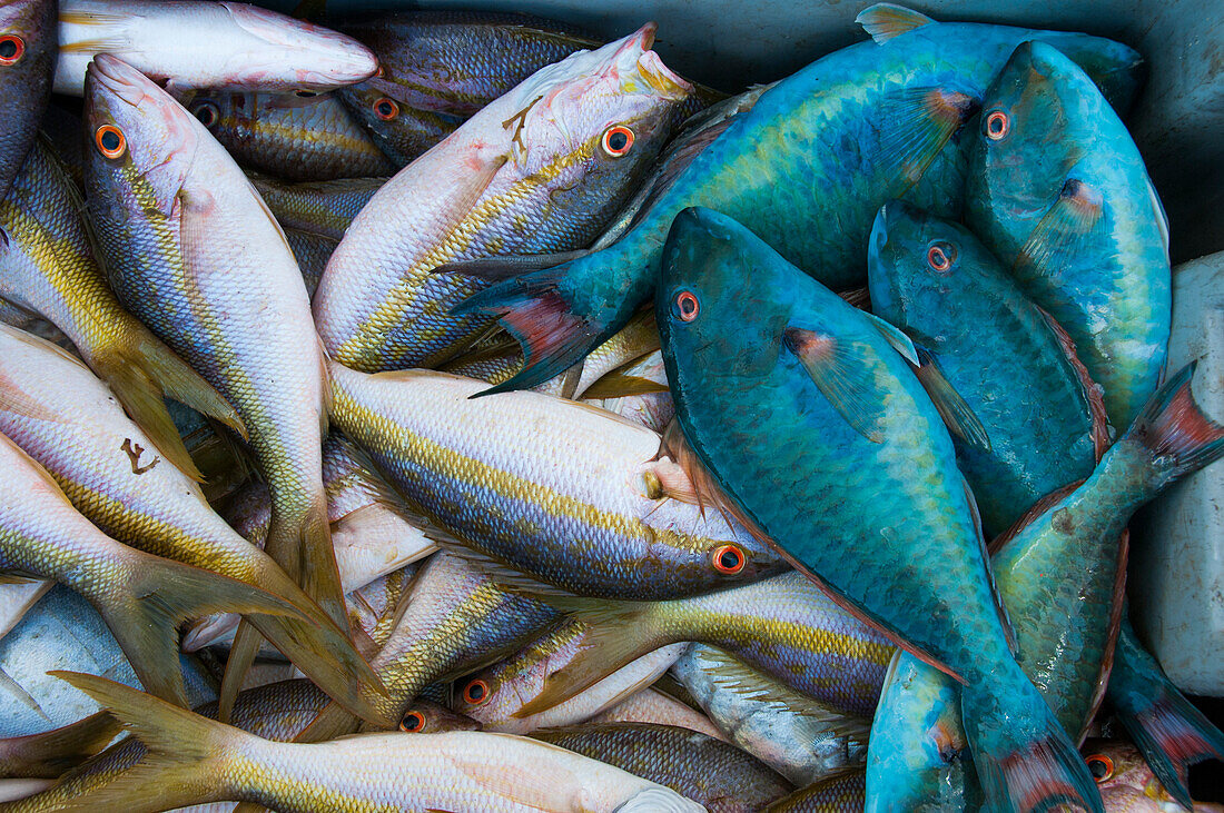 Choice of fishes at fish market, Basse-Terre, Basse-Terre, Guadeloupe