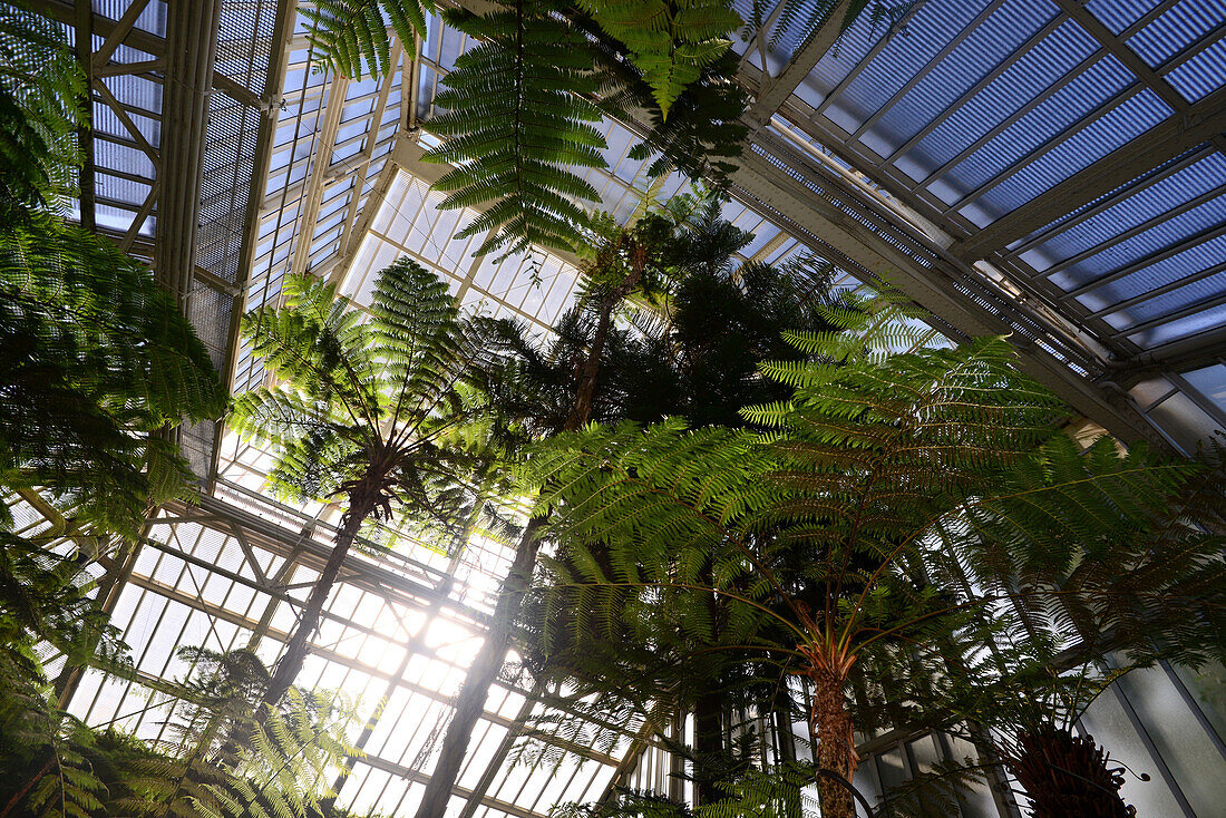 im Botanischem Garten, Berlin, Deutschland