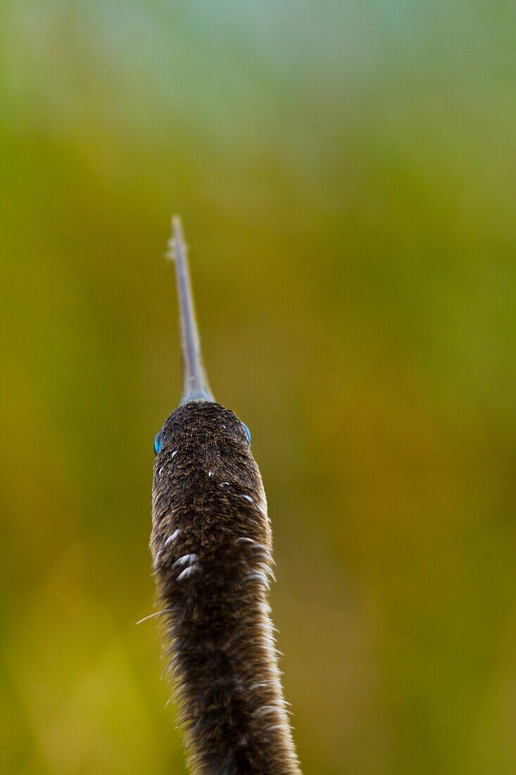 AMERICAN ANHINGA (Anhinga anhinga), Everglades National Park, FLORIDA, USA, AMERICA.