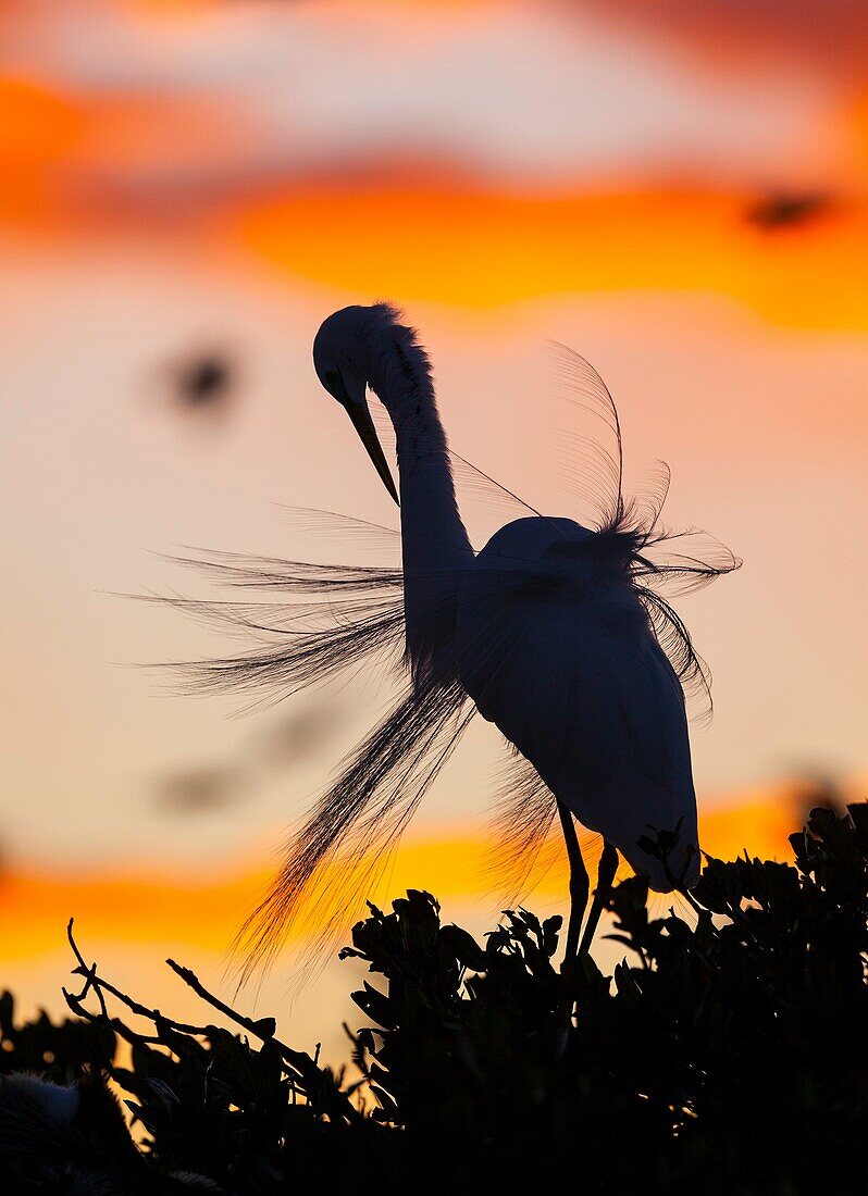 GREAT EGRET (Casmerodius albus) and Crows , Everglades National Park, FLORIDA, USA, AMERICA.