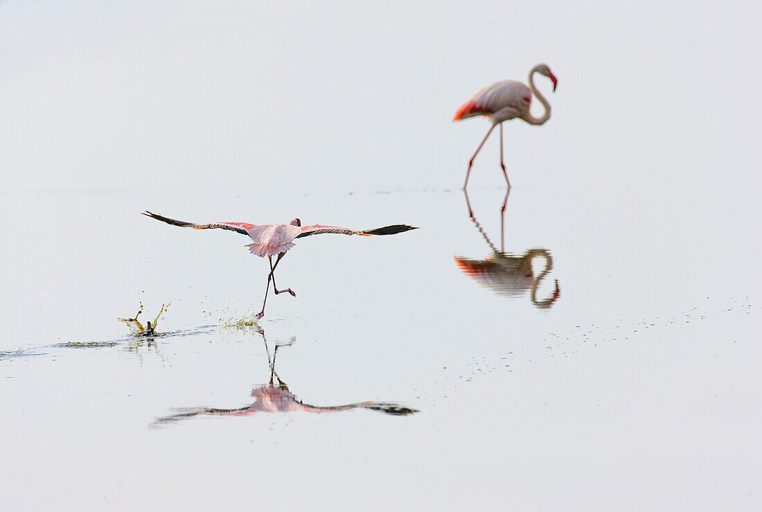 Lesser flamingo, Rift valley, Kenia, Africa.